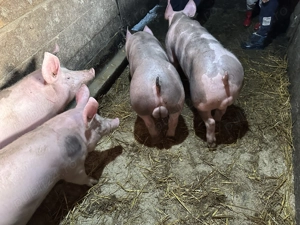 Soldani pietrain belgian originali de vanzare - imagine 2