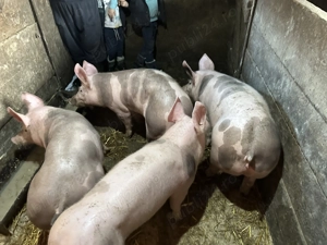 Soldani pietrain belgian originali de vanzare - imagine 5