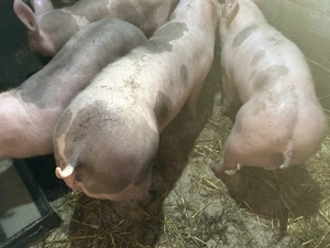 Soldani pietrain belgian originali de vanzare - imagine 3