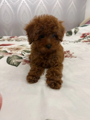 Pudel Caniche Mini Toy 