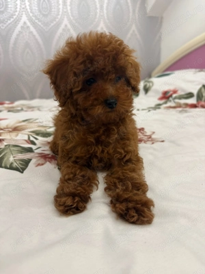 Pudel Caniche Mini Toy  - imagine 3