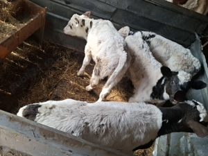 Vitei belgieni de la 1 la 3 saptamani