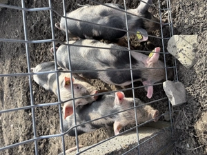 Purcei de 10 săptămâni de vânzare!