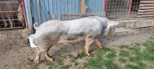 Vier Pietrain Belgian  - imagine 3