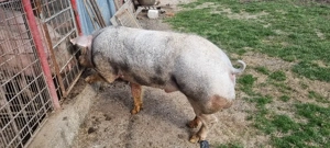 Vier Pietrain Belgian  - imagine 4