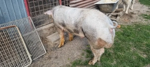 Vier Pietrain Belgian  - imagine 2