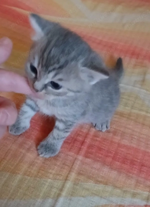 pisici british - imagine 4