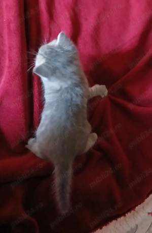 pisici british - imagine 3