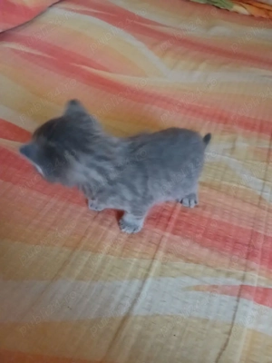 pisici british - imagine 2