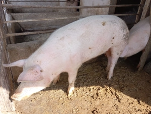 Vând porci de carne rasa Marele Alb