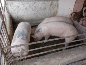 Vând porci de carne rasa Marele Alb - imagine 2