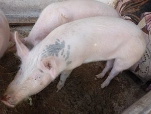 Vând porci de carne rasa Marele Alb - imagine 3