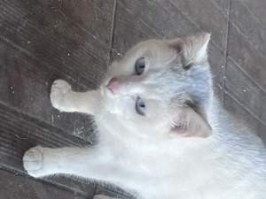 Donez pisicuta alba cu ochi albastrii