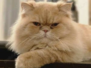 motan persan superb, pt pisică - imagine 2