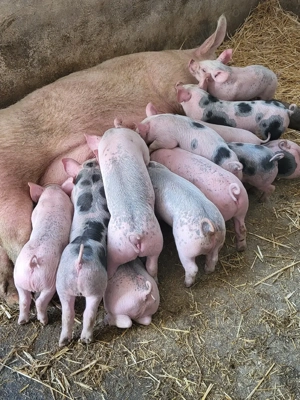 Vand purceii pic cu pietran  - imagine 3