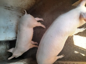 Două purcele rasă de carne  ! - imagine 2