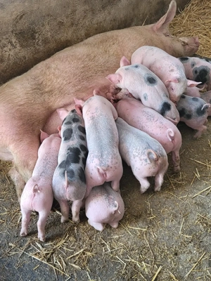 Vand purceii pic cu pietran  - imagine 5