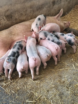 Vand purceii pic cu pietran  - imagine 4