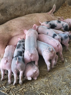 Vand purceii pic cu pietran  - imagine 2