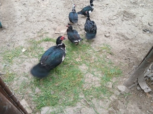 Vând rațe și rățoi leșești 