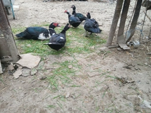 Vând rațe și rățoi leșești  - imagine 2