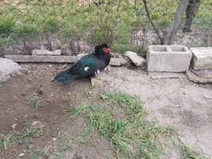 Vând rațe și rățoi leșești  - imagine 3