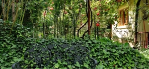 vand casa zona Alunis, suprafata teren 450 mp - imagine 16