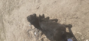 Vind catei de intors oile - imagine 2