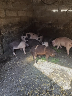 Vând purcei - imagine 2