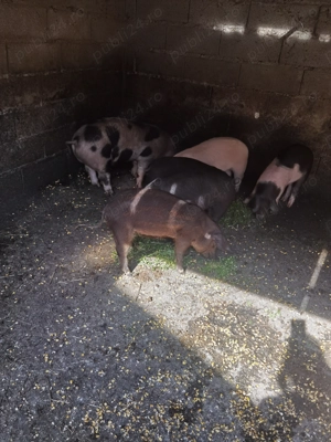 Vând purcei - imagine 3