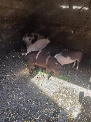 Vând purcei - imagine 4