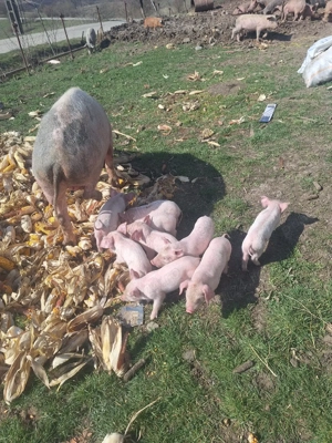 Vând scroafa cu 9 purcei - imagine 4