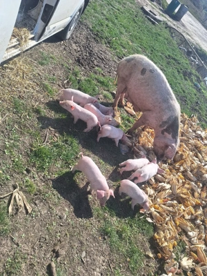 Vând scroafa cu 9 purcei - imagine 5