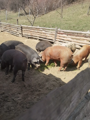 Vând porci  - imagine 3