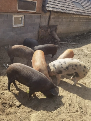 Vând porci  - imagine 2