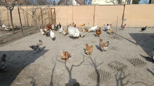 Vând oua incubat  - imagine 3