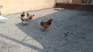 Vând oua incubat  - imagine 2