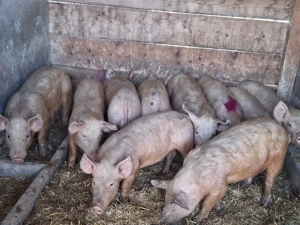 vând soldani 45 kg - imagine 2