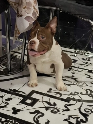 Vând Femelă American Bully Micro de 5 Luni !!
