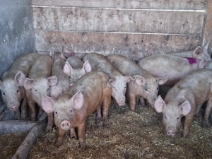 vând soldani 45 kg - imagine 1