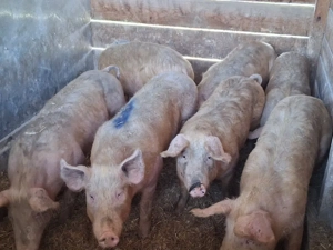 vând porci 85-90 kg - imagine 1