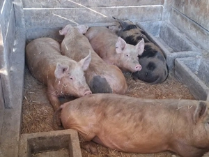 vând porci 95-100 kg - imagine 2