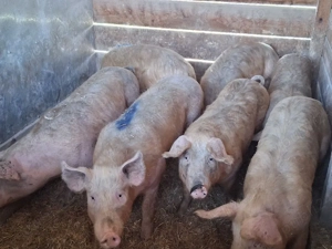 vând porci 85-90 kg - imagine 2