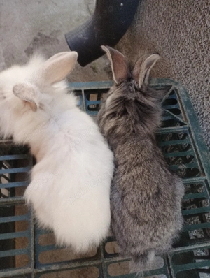 Cap de leu de vânzare 