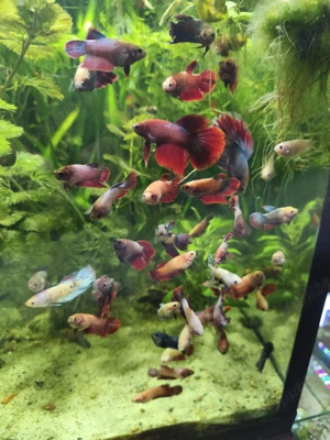 Betta Splendens masculi  - imagine 3