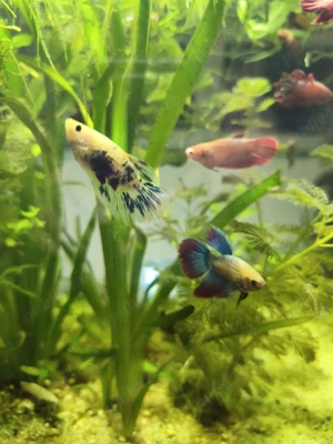 Betta Splendens masculi  - imagine 2