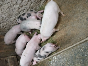 vînd purcei - imagine 2