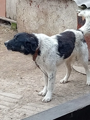 Vând sau schimb - imagine 2