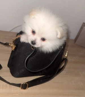 caine pomeranian  - imagine 2