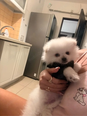 caine pomeranian - imagine 4